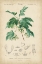 Picture of TROPICAL BOTANIQUE VIII