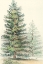Picture of MAJESTIC PINE I