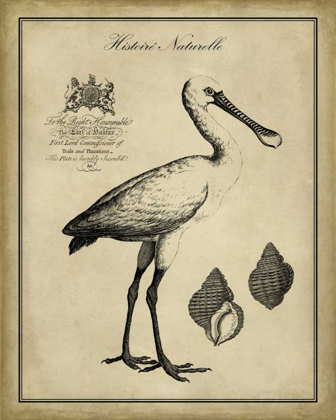 Picture of ANTIQUARIAN SPOONBILL