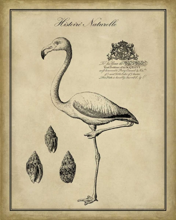 Picture of ANTIQUARIAN FLAMINGO