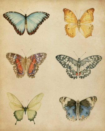 Picture of BUTTERFLY VARIETAL I