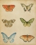 Picture of BUTTERFLY VARIETAL II
