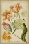 Picture of WEINMANN TROPICAL FLORAL II