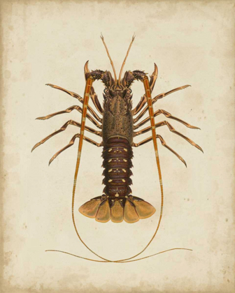 Picture of CRUSTACEANS II