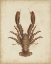 Picture of CRUSTACEANS III