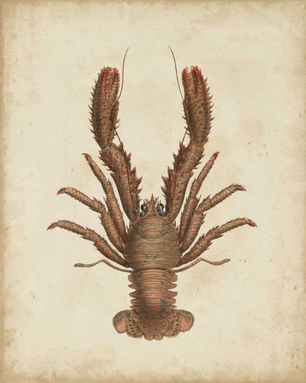 Picture of CRUSTACEANS III