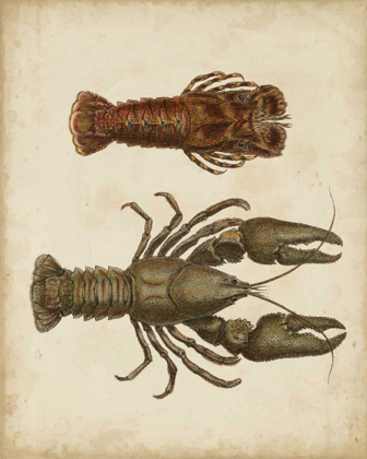 Picture of CRUSTACEANS V