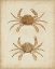 Picture of CRUSTACEANS VI