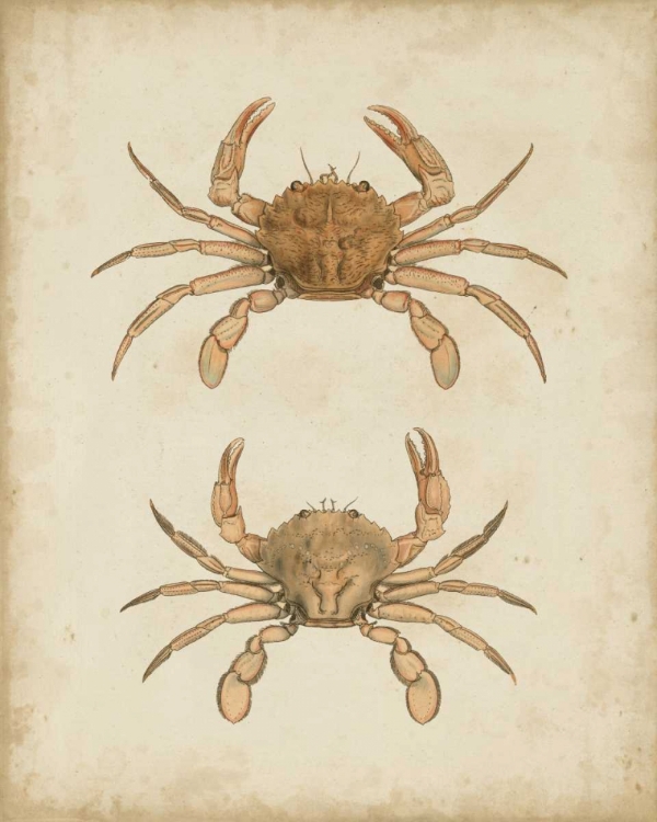 Picture of CRUSTACEANS VI