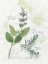 Picture of ROSEMARY AND SAGE