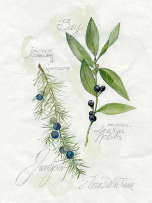 Picture of BAY LEAF AND JUNIPER