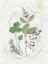 Picture of PARSLEY AND SAGE
