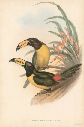 Picture of TROPICAL TOUCANS IV