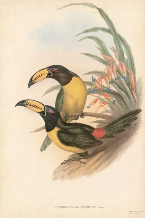 Picture of TROPICAL TOUCANS IV