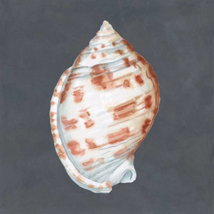 Picture of SHELL ON SLATE I