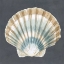 Picture of SHELL ON SLATE III