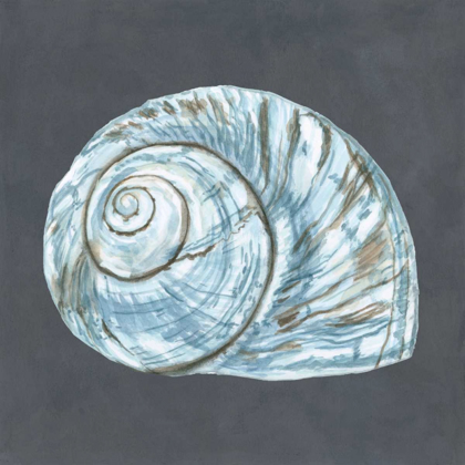 Picture of SHELL ON SLATE VIII