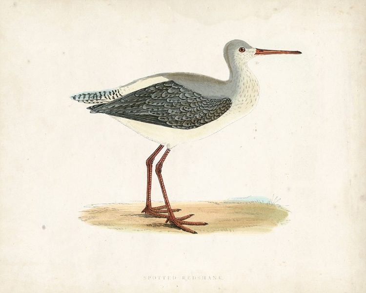 Picture of MORRIS SANDPIPER I