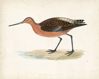 Picture of MORRIS SANDPIPER II