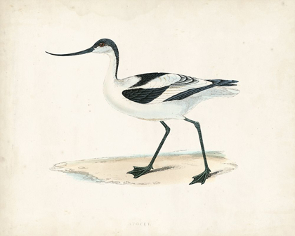 Picture of MORRIS SANDPIPER IV