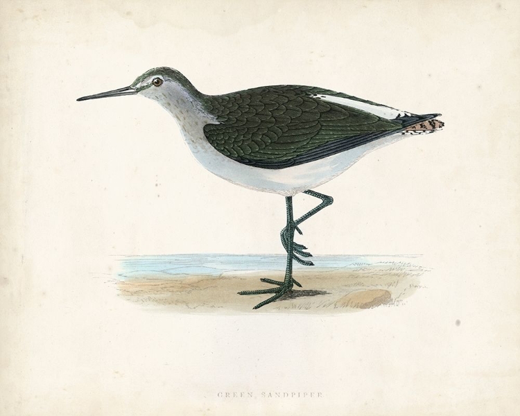 Picture of MORRIS SANDPIPER VI