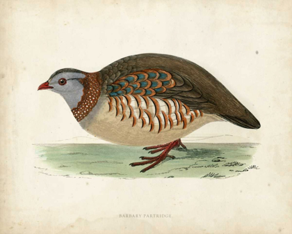 Picture of MORRIS PHEASANTS III