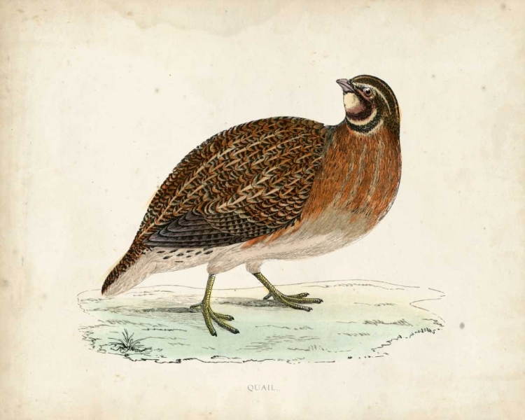 Picture of MORRIS PHEASANTS IV