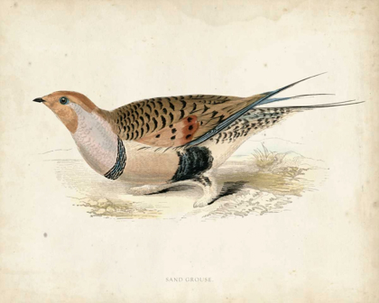 Picture of MORRIS PHEASANTS V