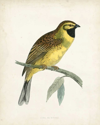 Picture of MORRIS CIRL BUNTING