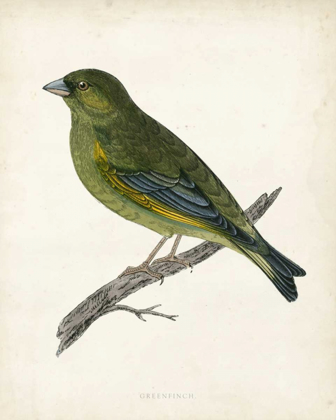 Picture of MORRIS GREENFINCH