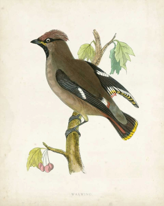 Picture of MORRIS WAXWING