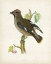 Picture of MORRIS WAXWING