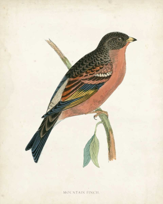 Picture of MORRIS MOUNTAIN FINCH