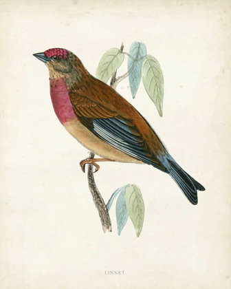 Picture of MORRIS LINNET