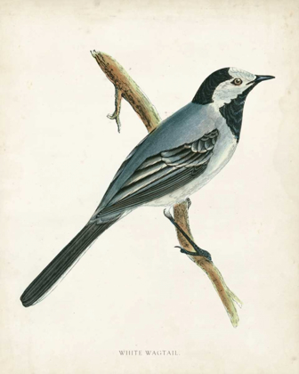Picture of MORRIS WHITE WAGTAIL