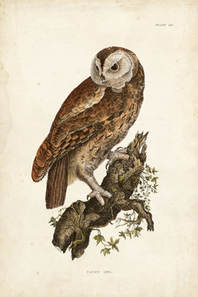 Picture of TAWNY OWL