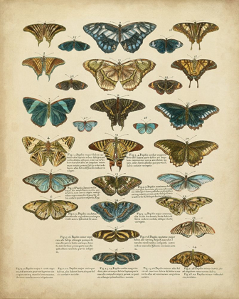 Picture of TABULA DE PAPILIO