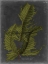 Picture of FOLIAGE DRAMATIQUE I