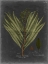 Picture of FOLIAGE DRAMATIQUE II