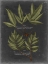 Picture of FOLIAGE DRAMATIQUE IV