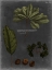 Picture of FOLIAGE DRAMATIQUE VI