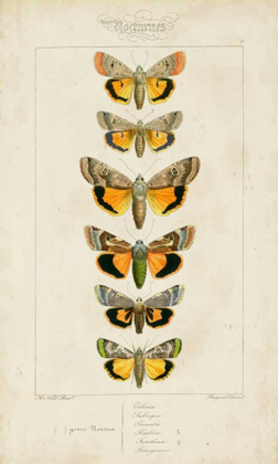 Picture of PAUQUET BUTTERFLIES I