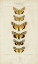 Picture of PAUQUET BUTTERFLIES I