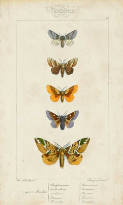 Picture of PAUQUET BUTTERFLIES IV