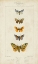 Picture of PAUQUET BUTTERFLIES IV