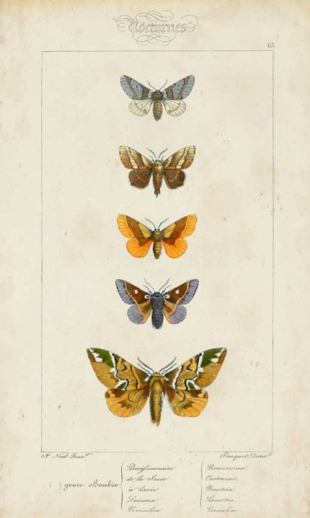 Picture of PAUQUET BUTTERFLIES IV