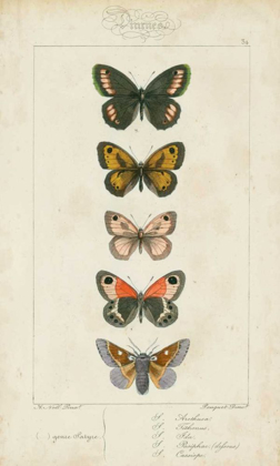 Picture of PAUQUET BUTTERFLIES VI