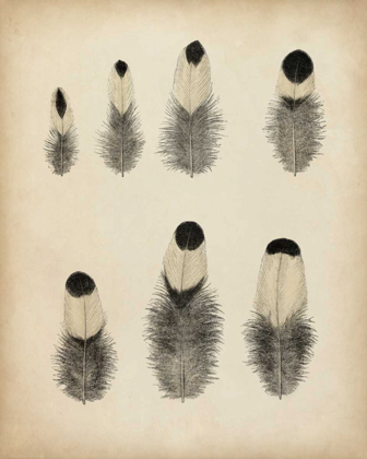 Picture of VINTAGE FEATHERS II