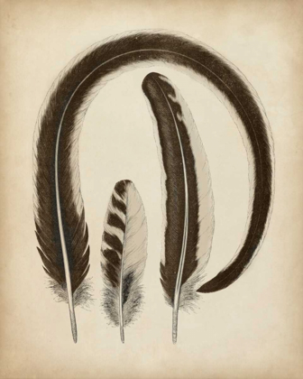 Picture of VINTAGE FEATHERS III