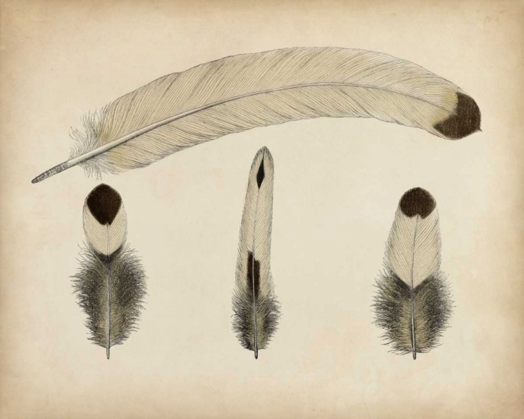 Picture of VINTAGE FEATHERS V